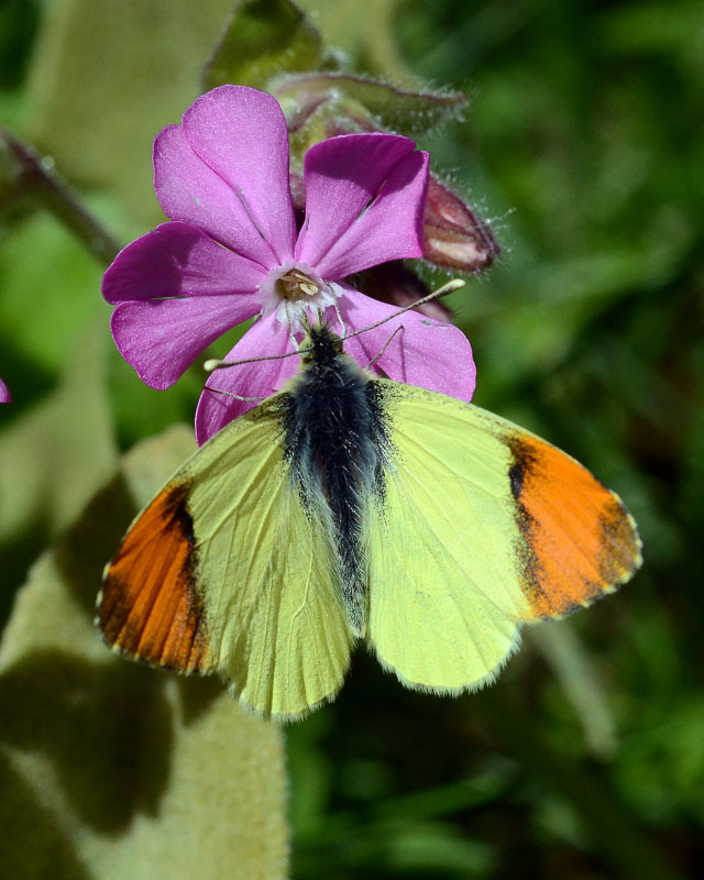 Anthocharis euphenoides m